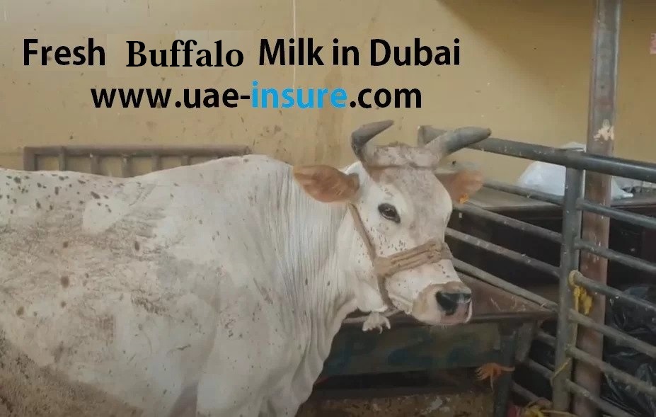 buffalo-milk-in-dubai